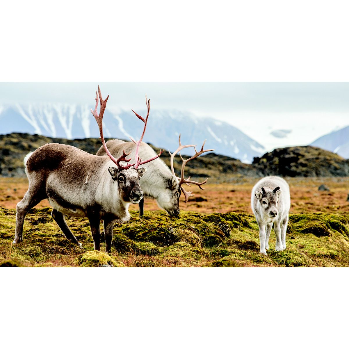 Atka Island, Alaska Silversea