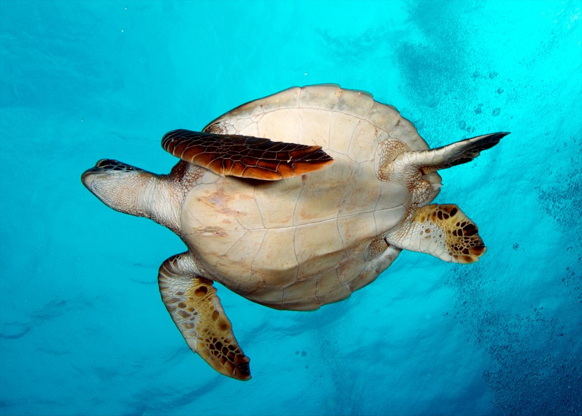 Turtle rise. Галапагосские острова черепахи. Galapagos Diving Turtle. Остров с черепахой миногаме картинки. Galapagos Islands in Ecuador Tortoise best images.