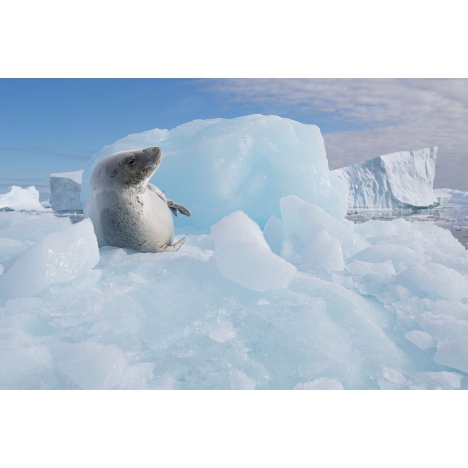 Enjoy Luxury Antarctica Cruises Silversea