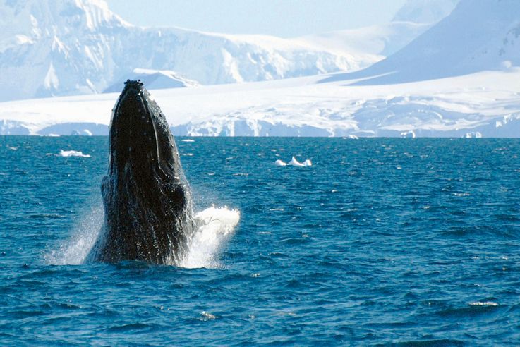 silversea cruises antarctica enjoy luxury antarctica cruises silversea silversea cruises antarctica enjoy luxury antarctica cruises silversea