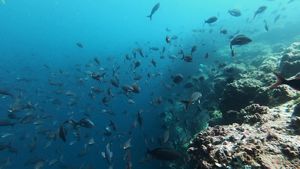 Expeditionskreuzfahrt Silver Galapagos Silversea