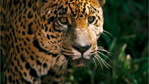 Luxury Cruise From Easter Island To Papeete Tahiti 27 - 