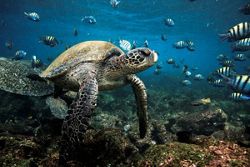 OR210424007 - San Cristobal to Baltra