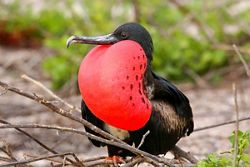 OR210424007 - San Cristobal to Baltra