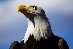 SM200910013 - Seward to Tokyo