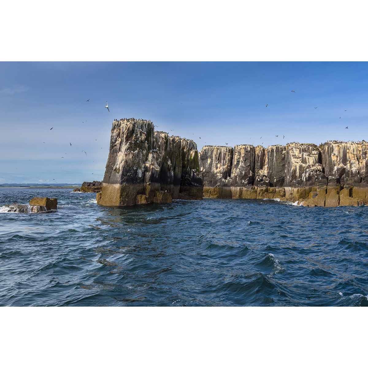 Farne Islands Silversea