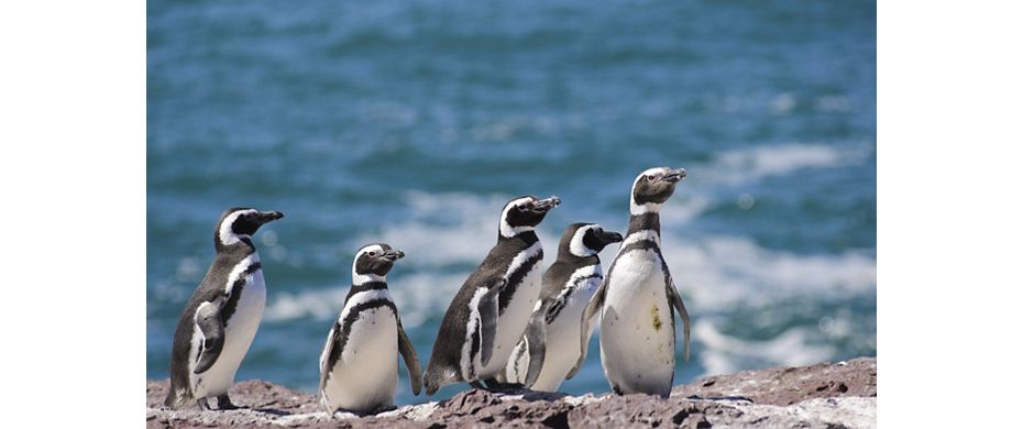 Puerto Madryn Silversea