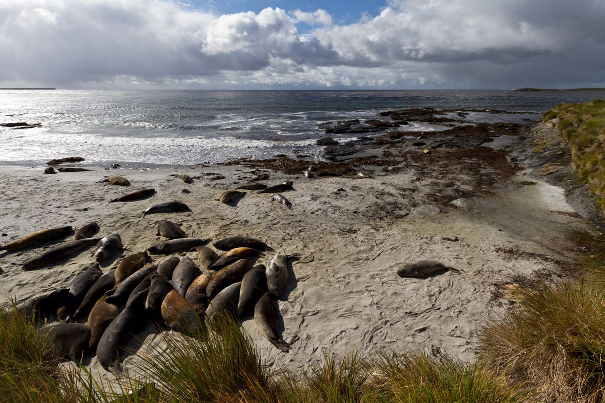 New Island Falklands New Island Falklands