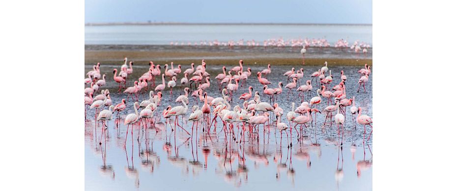Walvis Bay Silversea - oder alert roblox id flamingo